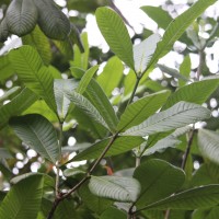 Gardenia crameri Tirveng.